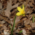 wild daffodil 13apr18zac