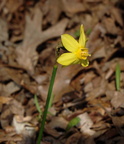wild daffodil 13apr18zac