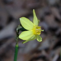 wild daffodil 13apr18zbc