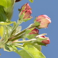 apple blossom bud 20apr18na