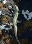 italian wall lizard podarcis sicula selinunte 12oct17zac