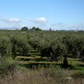 olive orchard cusa 12apt17zac