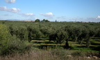 olive orchard cusa 12apt17zac