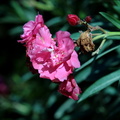 oleander nerium oleander akragas agrigento 13oct17zac