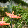 hibiscus_longwood_gardens_26may18a.jpg