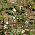 common_yellow_swallowtail_papilio_machaon_morgantina_14oct17zbc.jpg