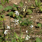 common yellow swallowtail papilio machaon morgantina 14oct17zbc