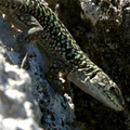 italian wall lizard podarcis sicula morgantina 12oct17zac
