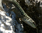 italian wall lizard podarcis sicula morgantina 12oct17zac