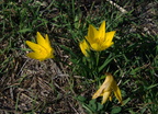 lily of the field sternbergia lutea morgantina 14oct17zac