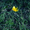 meadow buttercup ranunculus acris morgantina 14oct17zac