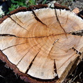 tree stump morgantina 14oct17zac