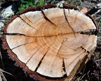 tree stump morgantina 14oct17zac