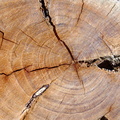 tree stump morgantina 14oct17zacc