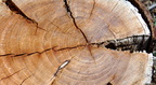 tree stump morgantina 14oct17zacc