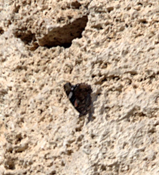 red_admiral_butterfly_temple_athena_paestum_19oct17zgc.jpg