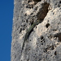 italian wall lizard temple athena paestum 19oct17zic