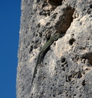 italian wall lizard temple athena paestum 19oct17zic