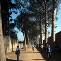pines_of_pompeii_20oct17zac.jpg