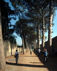 pines of pompeii 20oct17zac