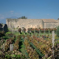 vineyard pompeii 20oct17zac