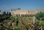 vineyard pompeii 20oct17zac