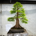 bonsai national arboretum 14jul18zbc