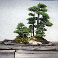 bonsai_national_arboretum_14jul18zac.jpg