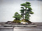 bonsai national arboretum 14jul18zac