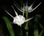 peruvian spider lily kenilworth 14jul18zac