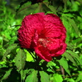 hibiscus_kenilworth_14jul18zac.jpg