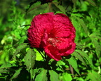 hibiscus kenilworth 14jul18zac