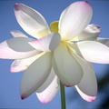 lotus flower kenilworth 14jul18zdc
