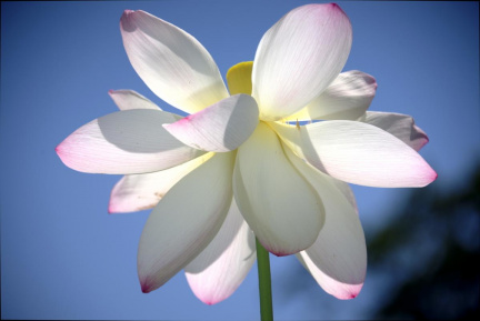 lotus flower kenilworth 14jul18zdc