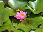 water lily kenilworth 14jul18zbc