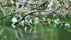 green heron kenilworth 14jul18zac