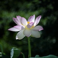 lotus flower kenilworth 14jul18zbc