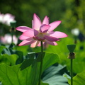lotus flower kenilworth 14jul18zac