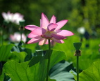 lotus flower kenilworth 14jul18zac