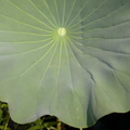 lotus_leaf_kenilworth_14jul18zac.jpg