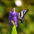 zebra_swallowtail_pickerel_weed_kenilworth_14jul18zac.jpg