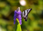 zebra swallowtail pickerel weed kenilworth 14jul18zac