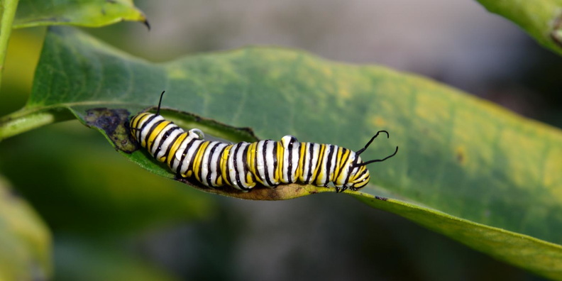 monarch caterpillar 31aug18zac