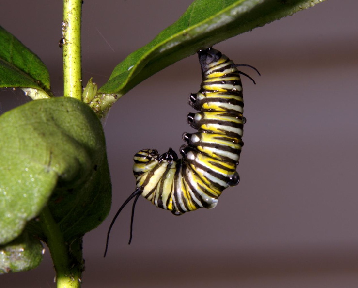 monarch caterpillar 31aug18zbc