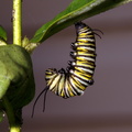 monarch caterpillar 31aug18zbc