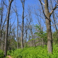 dead_walnut_trees_wehr_nature_center_2jul18b.jpg