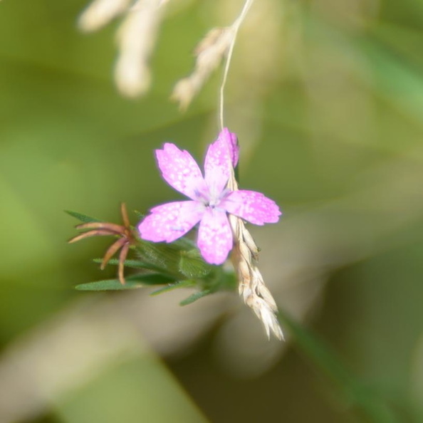 depford_pink_dianthus_armeria_wehr_nature_center_2jul18.jpg