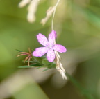 depford pink dianthus armeria wehr nature center 2jul18