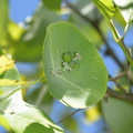 grape honeysuckle lonicera reticulata wehr nature center 2jul18za