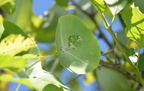 grape honeysuckle lonicera reticulata wehr nature center 2jul18za